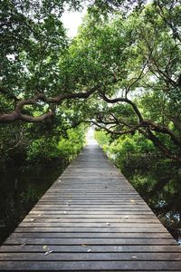 Boardwalk amidst trees in forest