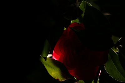Close-up of red leaves