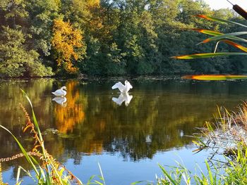 View of birds in lake