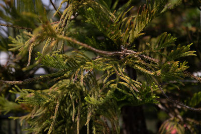 Close-up of pine tree