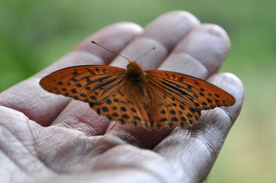 Close-up of butterfly on hand