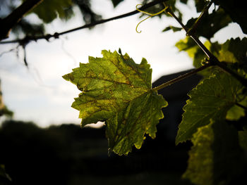 Close-up of leaves on plant against sky