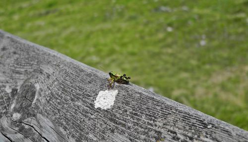 Close-up of bee on grass