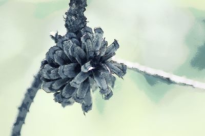 Close-up of snow on plant against sky