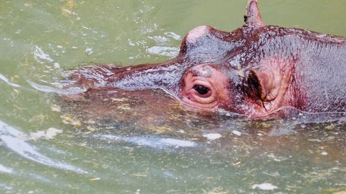 Close-up of fish swimming in lake