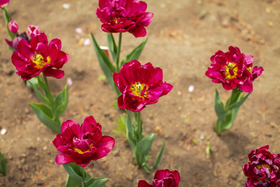 Close-up of pink flowering plants