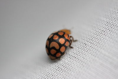 High angle view of insect on table