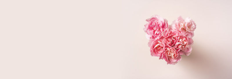 Close-up of pink petals against white background