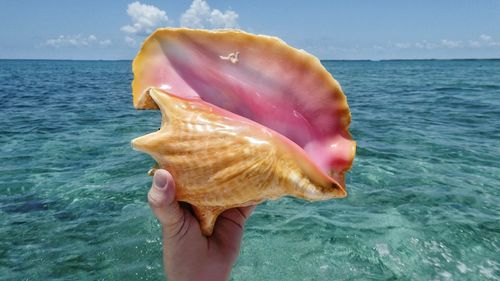 Close-up of person holding seashell at sea