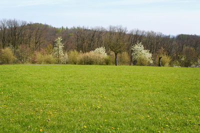 Scenic view of trees on field against sky