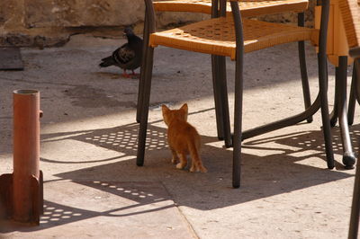 View of a dog standing on chair