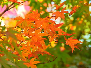 Close-up of maple leaves