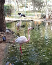 Swan in water