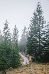 View of pine trees in forest