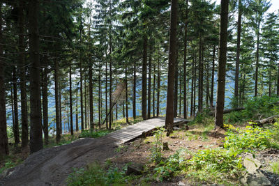 Road amidst trees in forest