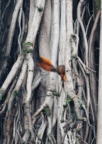 View of bird perching on tree trunk