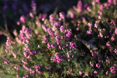 Close-up of pink flowering plants on field