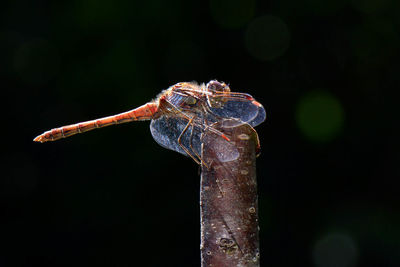 Close-up of dragonfly on twig