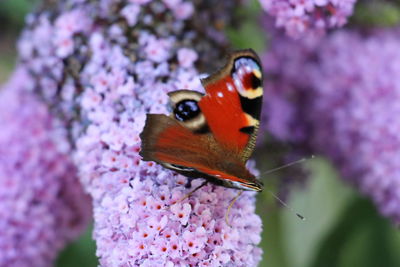 Close-up of butterfly pollinating on flower