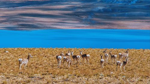 Tibetan gazelles on the lakeside in tibet