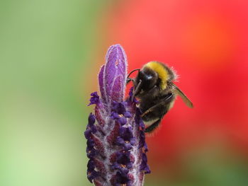 Close-up of bee pollinating on purple flower