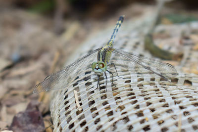 Close-up of butterfly on wicker basket