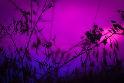 Close-up of plants against sky