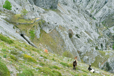 Goats in panorama of mountain landscape in cares trekking route, asturiasn