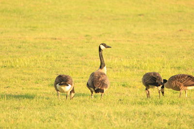 Sheep walking on field