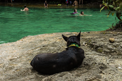 Rear view of dog relaxing by emerald pool at krabi