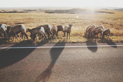 Flock of sheep in the road