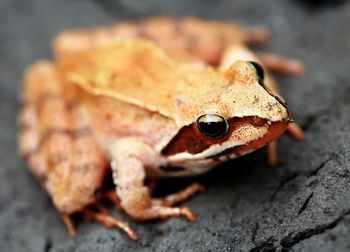 Close-up of frog on rock