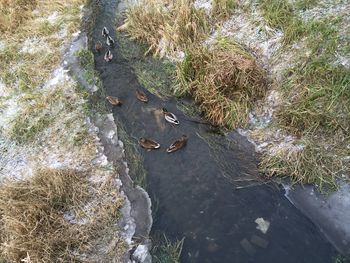 High angle view of river flowing through rocks in forest