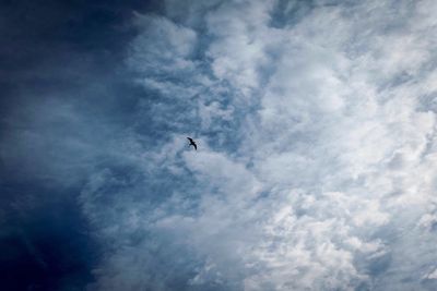 Low angle view of bird flying against sky