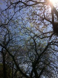 Low angle view of trees against sky