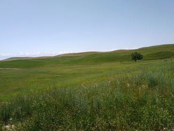 Scenic view of landscape against clear sky