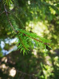 Close-up of pine tree leaves