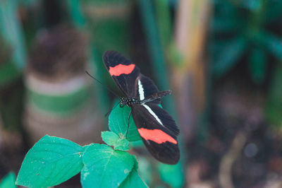 Close-up of butterfly on plant