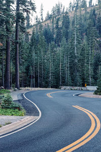 Windy road with no cars through the green forest