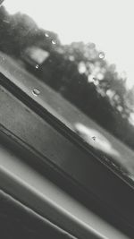 View of tree against sky