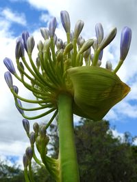 Close-up of flowering plant against sky