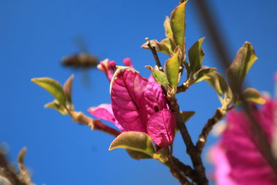 Close-up of pink flowering plant against blue sky