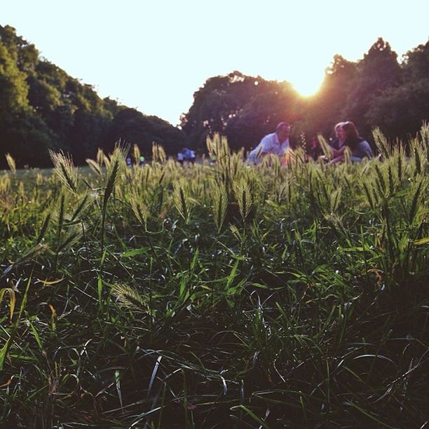 SCENIC VIEW OF GRASSY FIELD AGAINST SKY