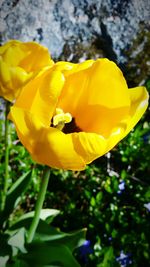 Close-up of yellow flowers