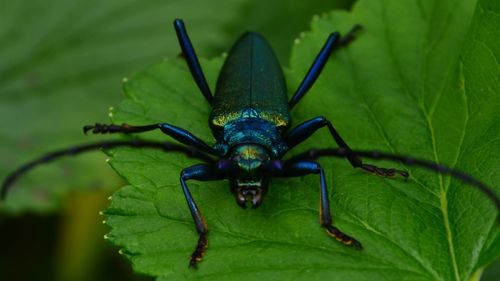 Close-up of insect on leaf