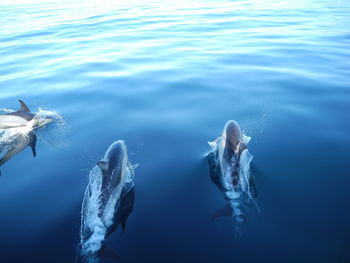 High angle view of fish swimming in sea