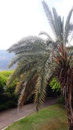 Palm trees on field against sky