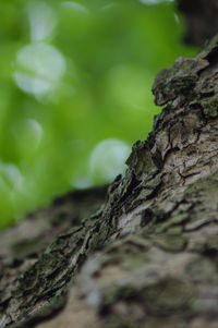 Close-up of moss on tree trunk