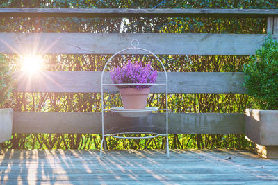 Potted plants on wooden fence