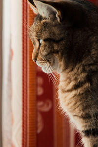 Close-up of cat looking away